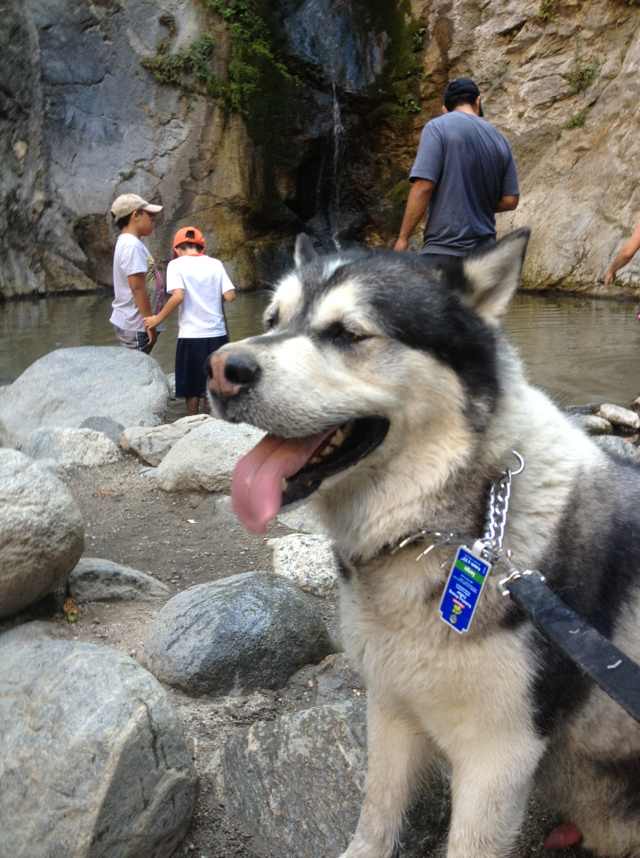 Bobby, an Alaskan Malamute, resting in a sunbeam