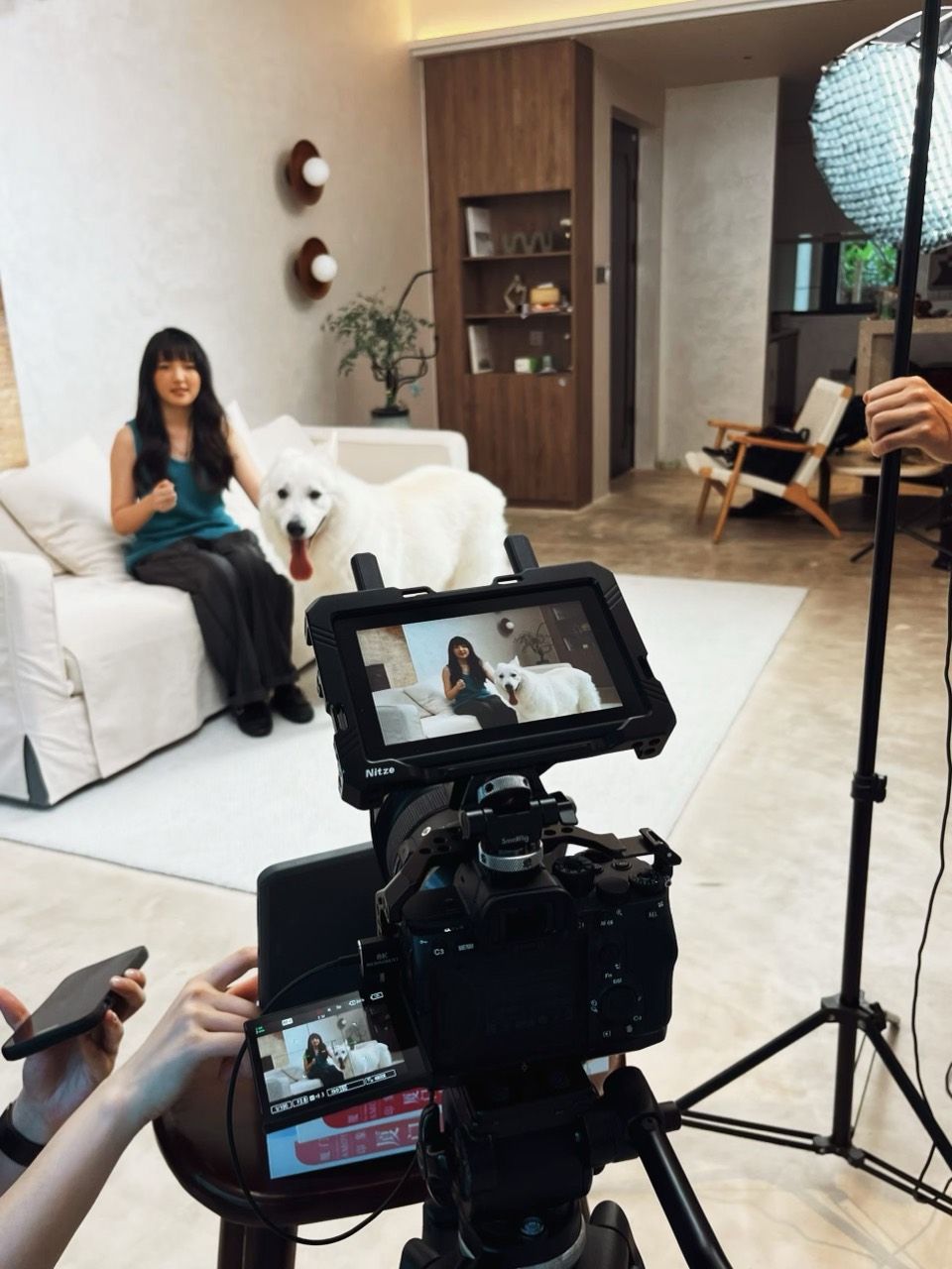 Canine Cognitive Dysfunction: The Changes to Track Before Calling It Dementia